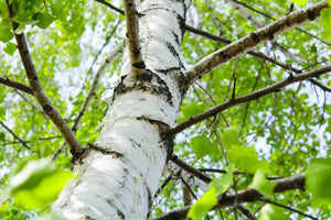 Why Gum with Xylitol is a Game Changer for Vegans and the Environment